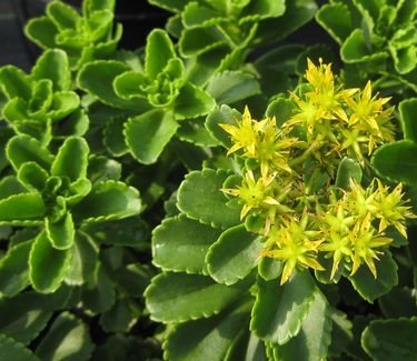 Sedum kamtschaticum