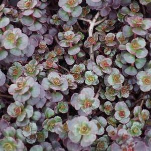 Sedum spurium Fulda Glow