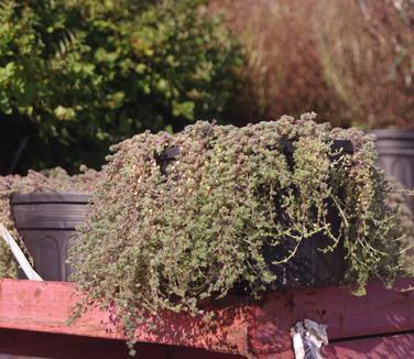 Thymus pseudolanuginosus - Woolly Thyme 