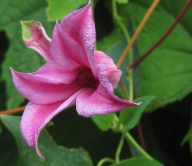 Clematis texensis Duchess of Albany - Scott Arb)