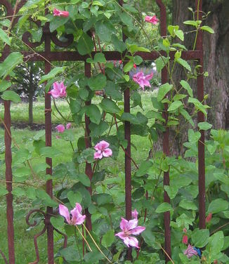 Clematis texensis Duchess of Albany 