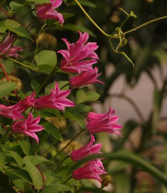 Clematis texensis Duchess of Albany