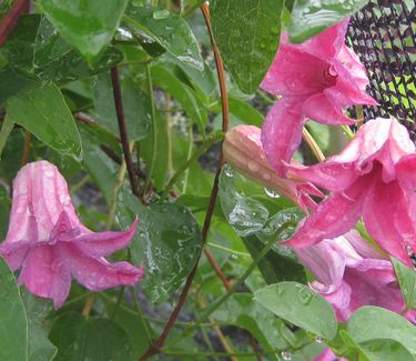 Clematis texensis 'Duchess of Albany' - Scarlet Clematis 