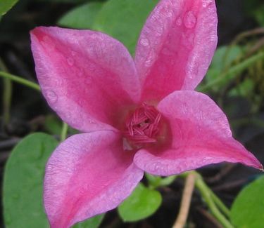 Clematis texensis 'Duchess of Albany' - Scarlet Clematis 