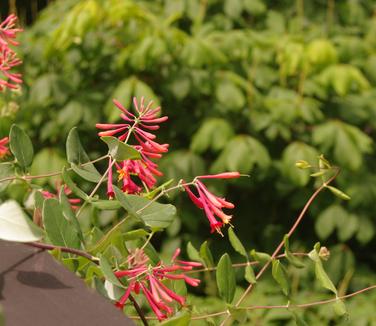 Lonicera sempervirens Major Wheeler (Chanticleer)