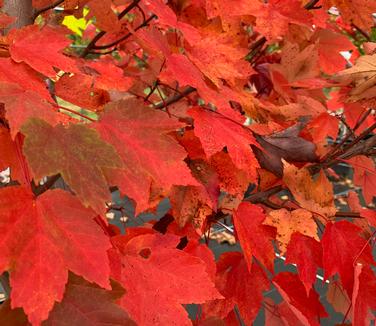Acer rubrum October Glory - Red Maple from Pleasant Run Nursery