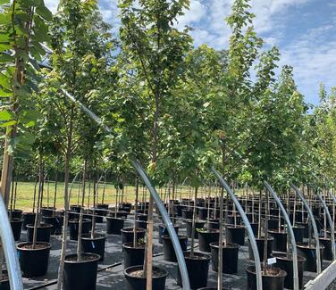 Acer rubrum October Glory