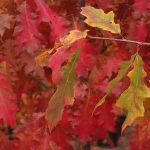 Quercus rubra 