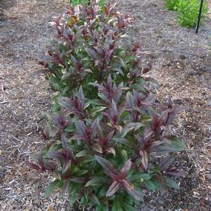 Penstemon calycosus 