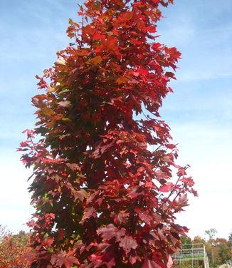 Acer rubrum October Glory