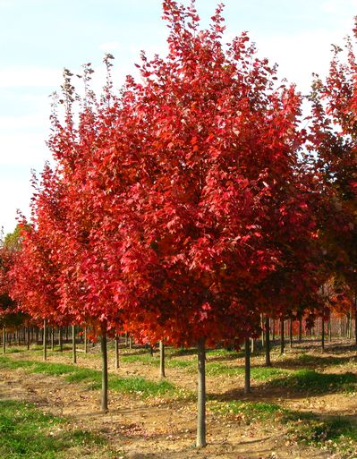 Acer rubrum October Glory