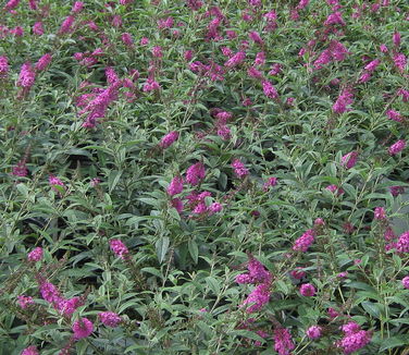 Buddleia davidii Miss Ruby 