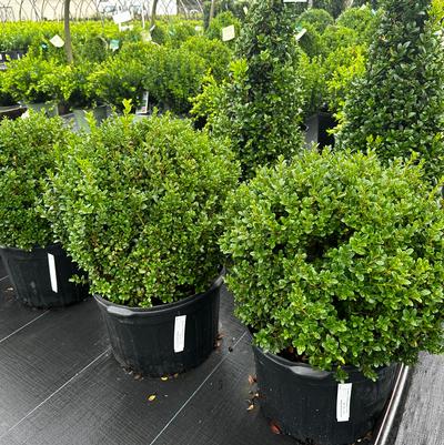 Buxus microphylla Little Missy