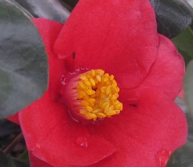 Camellia japonica 'Korean Fire'