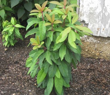 Daphniphyllum macropodum - False Daphne