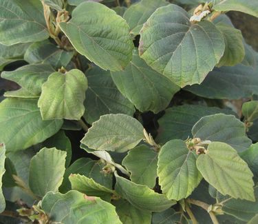 Fothergilla gardenii 'Suzanne' - Dwarf Fothergilla