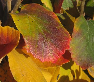 Fothergilla gardenii 'Suzanne' - Dwarf Fothergilla (Fall color)