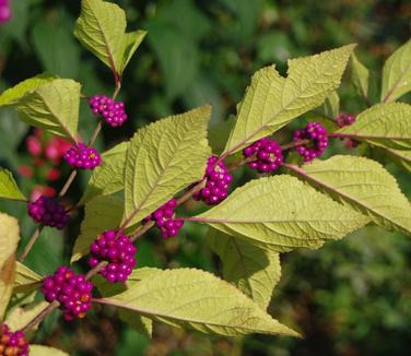 Callicarpa americana