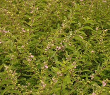 Callicarpa americana