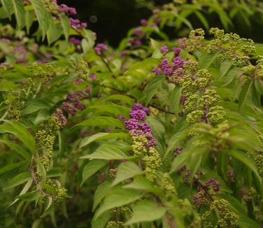 Callicarpa americana - American Beautyberry