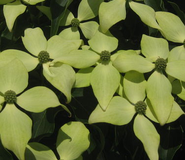 Cornus kousa 'Greensleeves'-Kousa Dogwood