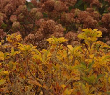 Clethra alnifolia Compacta (fall color)