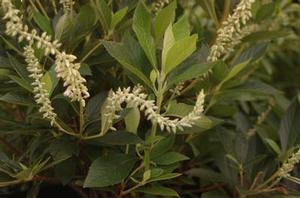 Clethra alnifolia Summer Sparkler (form. Einstein®)