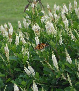 Clethra alnifolia Compacta