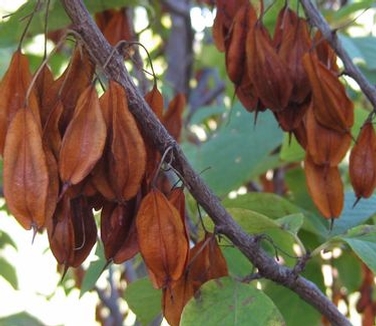 Halesia carolina Jersey Belle