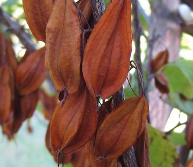 Halesia carolina (formerly tetraptera) 'Jersey Belle' - Carolina Silverbell