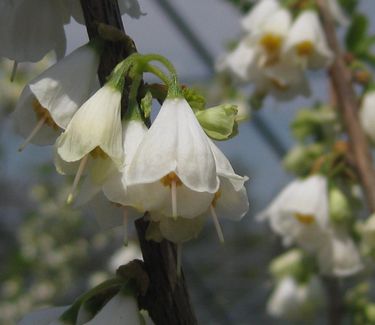 Halesia carolina Jersey Belle - Carolina Silverbell