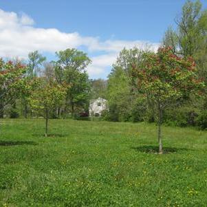 Aesculus pavia Splendens