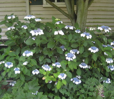 Hydrangea macrophylla Tokyo Delight 