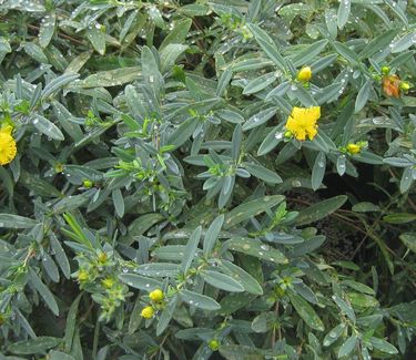 Hypericum x 'Blue Velvet' - St Johnswort