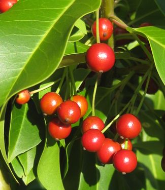 Ilex pedunculosa 'Female' 