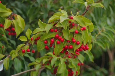 Ilex pedunculosa 'Female' 