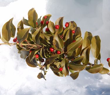 Ilex pedunculosa 'Female' - Longstalk Holly 