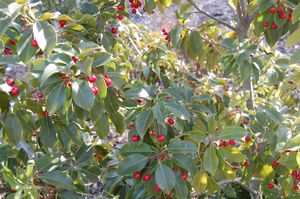 Ilex pedunculosa 'Female' 