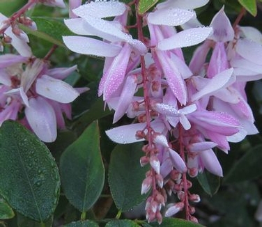 Indigofera decora 