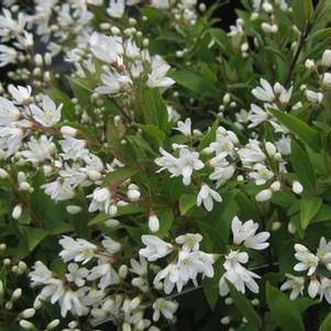 Deutzia gracilis Nikko