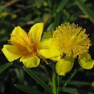 Hypericum kalmianum Gemo