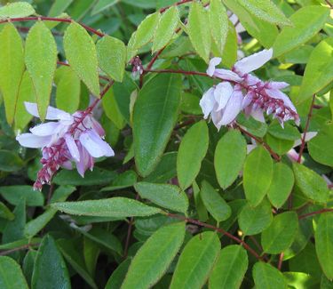 Indigofera decora - Chinese Indigo