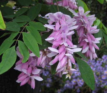 Indigofera decora