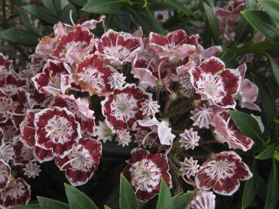 Kalmia latifolia Minuet - Mountain Laurel