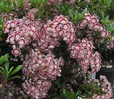 Kalmia latifolia Minuet