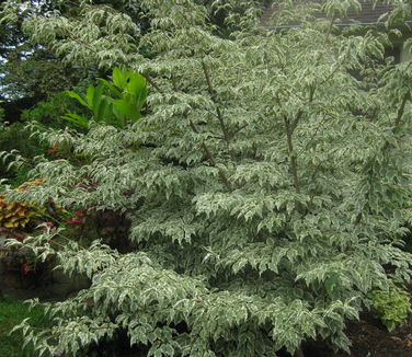 Cornus kousa 'Wolf Eyes' (at Rutgers Gardens)