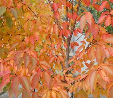 Prunus serrulata 'Kwanzan' - 'Kwanzan' Cherry (Fall Color)