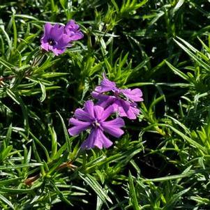 Phlox subulata Purple Beauty