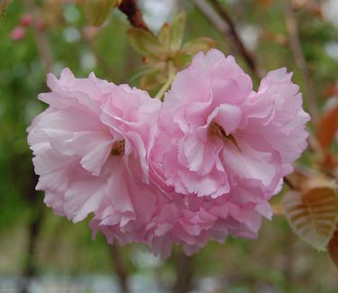 Prunus serrulata 'Kwanzan' - 'Kwanzan' Cherry