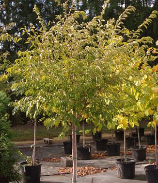 Prunus subhirtella var. autumnalis